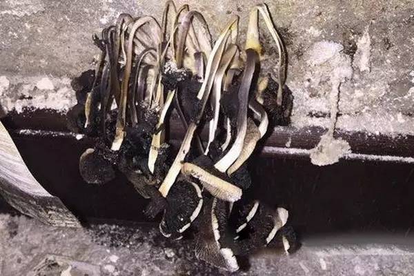 嚇S人！！！精裝房墻壁內(nèi)竟長滿毒蘑菇！——史上最全的精裝房驗(yàn)收攻略！